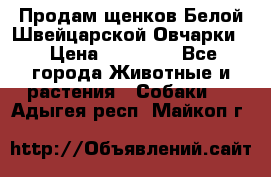 Продам щенков Белой Швейцарской Овчарки  › Цена ­ 20 000 - Все города Животные и растения » Собаки   . Адыгея респ.,Майкоп г.